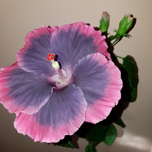  - Hibiscus Moorea My Blue Pearl