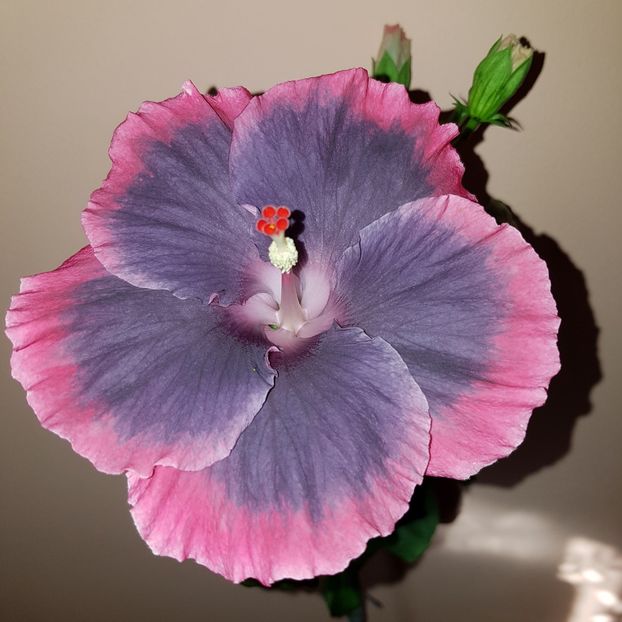  - Hibiscus Moorea My Blue Pearl