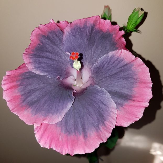  - Hibiscus Moorea My Blue Pearl
