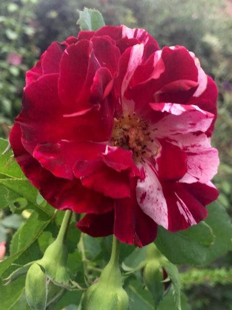 1288DC5B-BF2C-42D0-8AB3-1876207C8253 - Trandafiri 2018 III