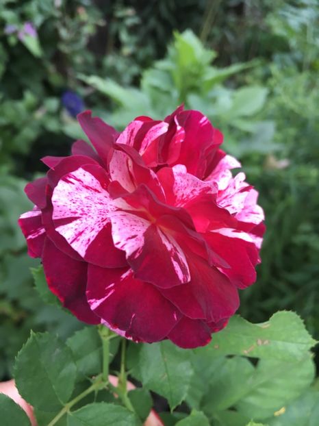 350F602A-97DF-42EA-A870-8EE65E1E1AEA - Trandafiri 2018 III