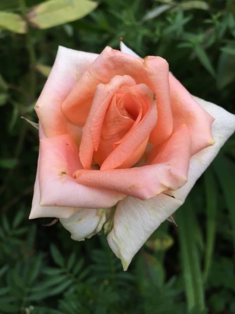 45C15B2A-E2BA-4032-8087-10D7B6BE9E01 - Trandafiri 2018 III