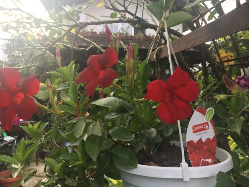 0579462A-4CEC-4577-835D-221935ED5B21 - Mandeville 2018