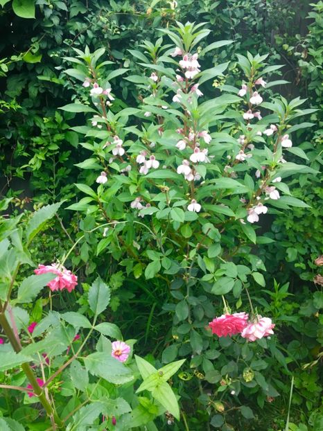 EC1995F7-E19B-441C-8464-9DAD6B0A4844 - Flori de vara 2018