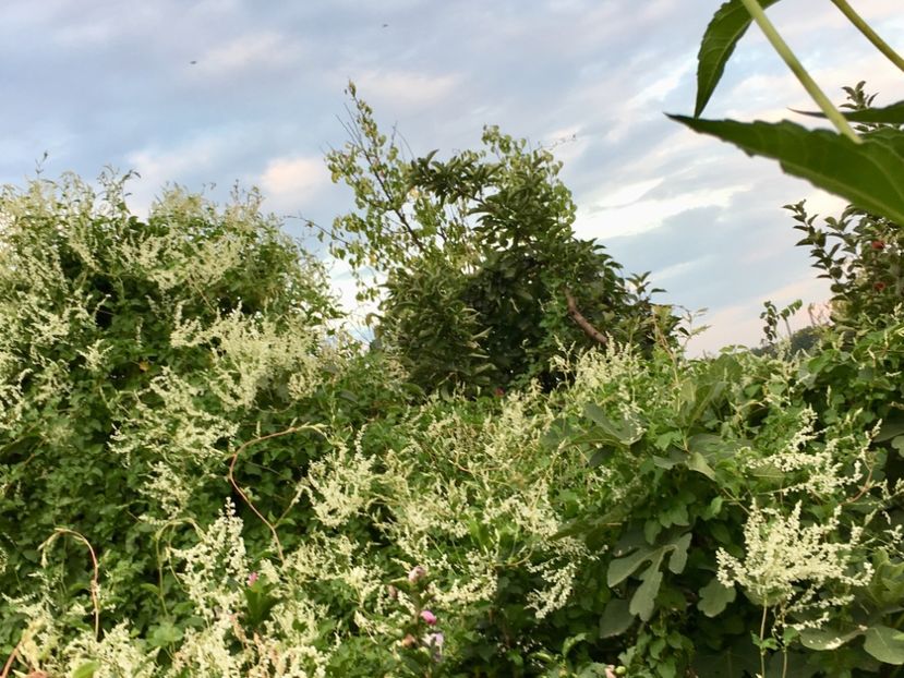 AD908514-F8A9-41DD-B86F-B9B56D96AB22 - Arbuști 2018