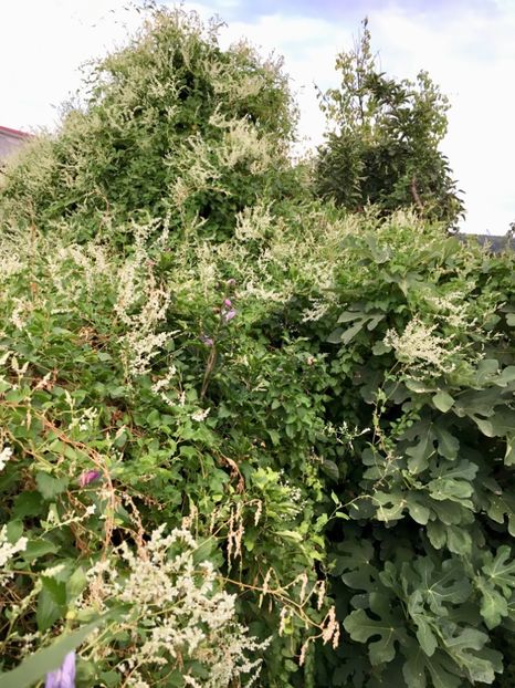 05873715-0614-426A-9B7A-B691D4E01F5E - Arbuști 2018