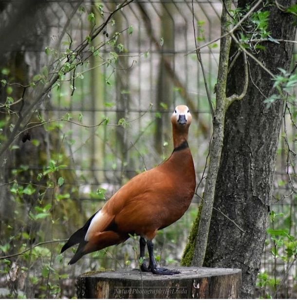 Călifar roșu - Un fel de rai pe pământ!
