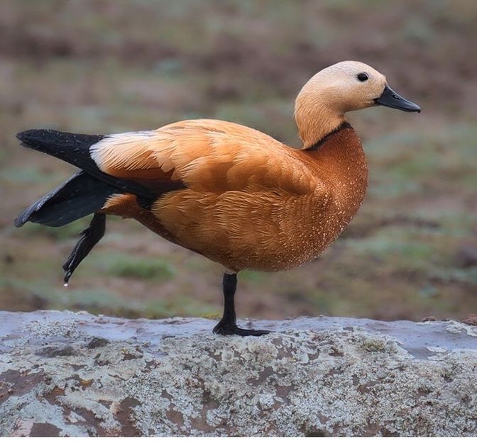 Călifar roșu - Un fel de rai pe pământ!