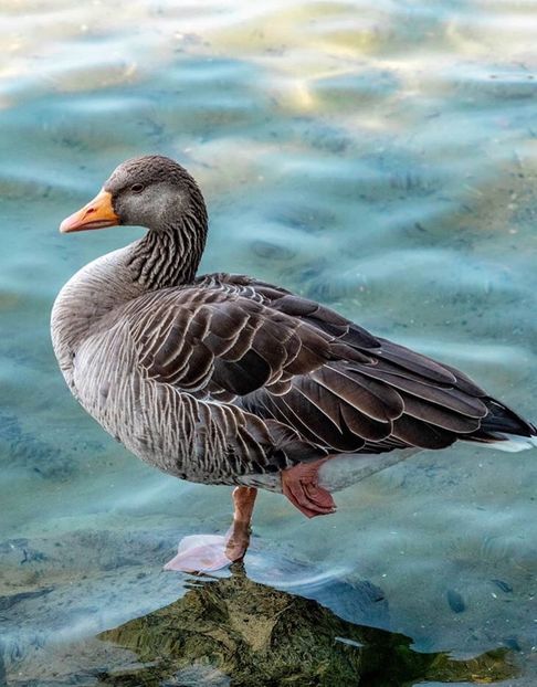 Anser anser - Un fel de rai pe pământ!