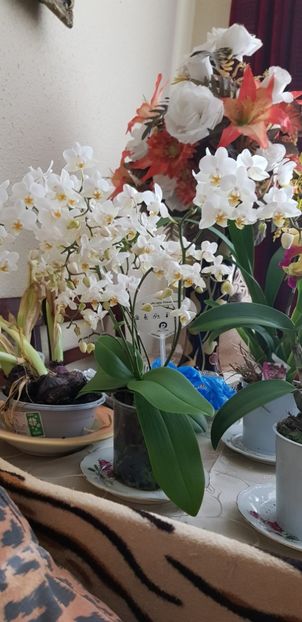 Multiflora wild - Orhideele mele 2018