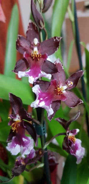 Burrageara Lazio Red - Orhideele mele 2018