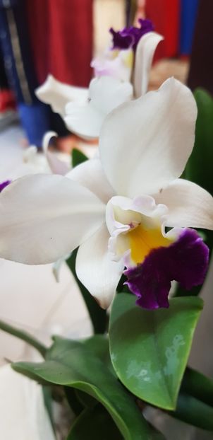 Cattleya alb+mov - Orhideele mele 2018