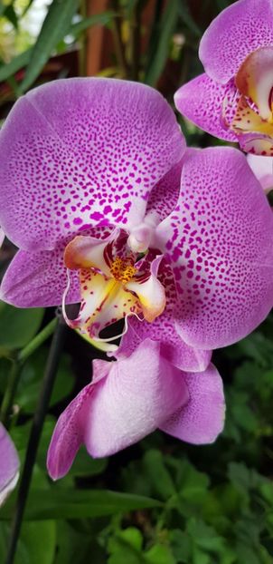 Phalaenopsis sexy pink sau phalaenopsis looking for matthew - Orhideele mele 2018