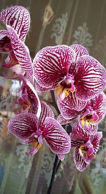 Phalaenopsis Taida King's Caroline 'Little Zebra' - Orhideele mele 2018