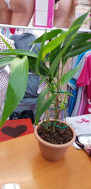 Sobralia Madeira Costă Rica - Orhideele mele 2018