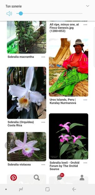 Floare Costă Rica - Orhideele mele 2018