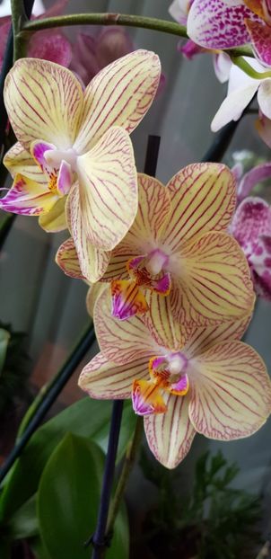 Jungle Cat'Stripes (Hawaiian Pinstripes x Golden Spice) - Orhideele mele 2018