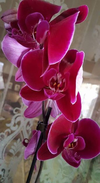 Phalaenopsis OX Black Face OX1647 - Orhideele mele 2018
