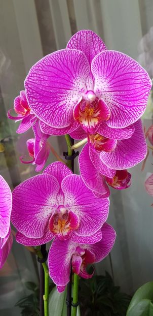  - Orhideele mele 2018