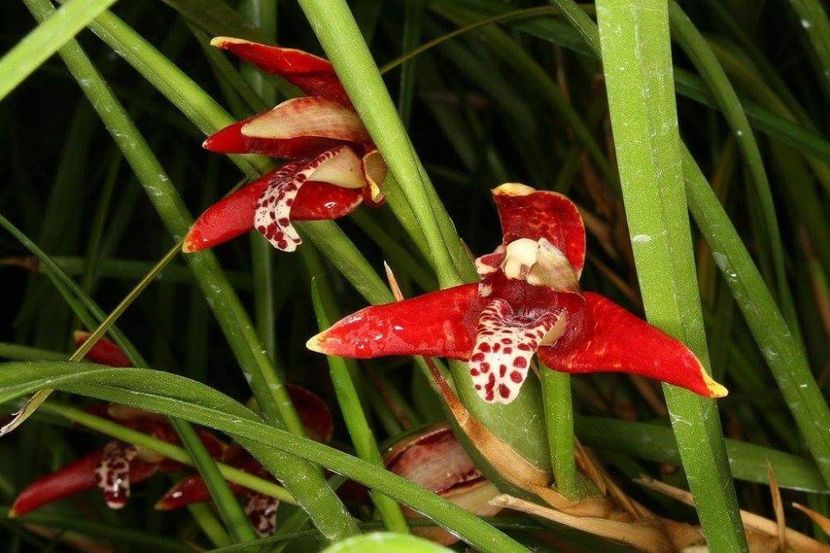 Maxillaria tenuifolia - Orhideele mele 2018