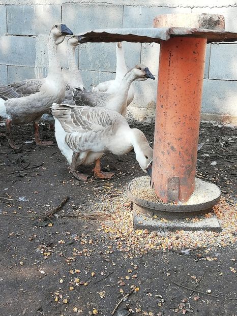  - Boboci de gasca africana 2018