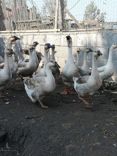  - Boboci de gasca africana 2018