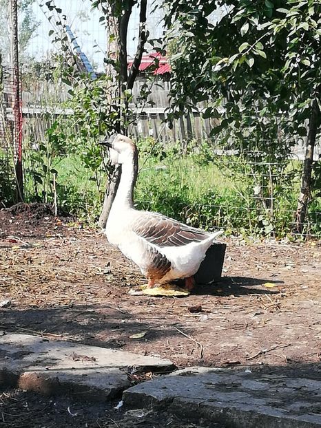  - Boboci de gasca africana 2018