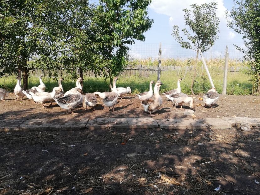  - Boboci de gasca africana 2018