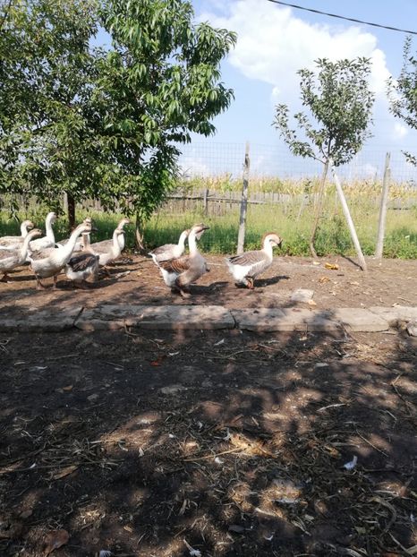  - Boboci de gasca africana 2018