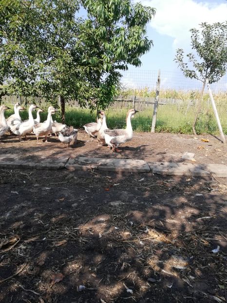  - Boboci de gasca africana 2018