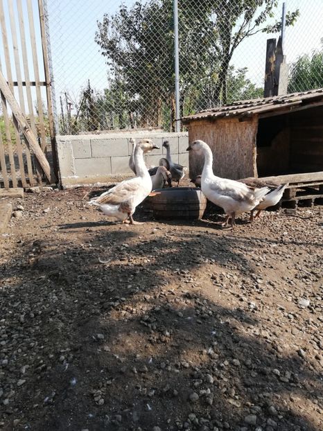  - Boboci de gasca africana 2018