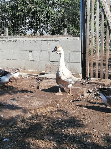  - Boboci de gasca africana 2018