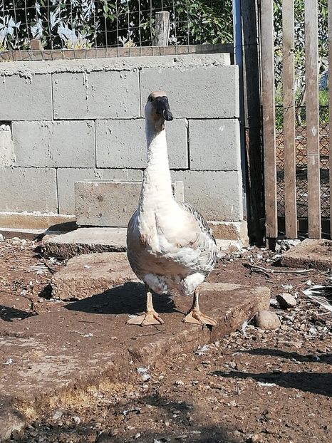  - Boboci de gasca africana 2018