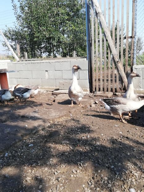  - Boboci de gasca africana 2018