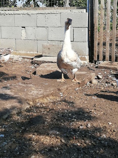  - Boboci de gasca africana 2018