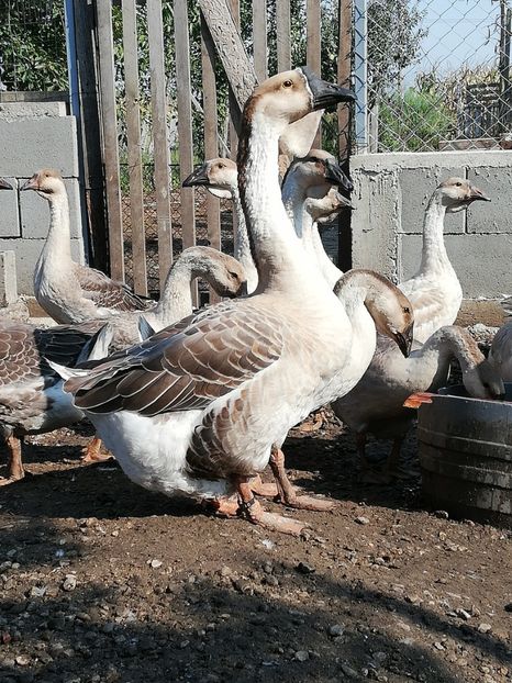  - Boboci de gasca africana 2018