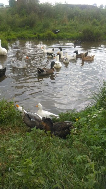 Din nou la balta ! - Ratuste pitice - Call duck !