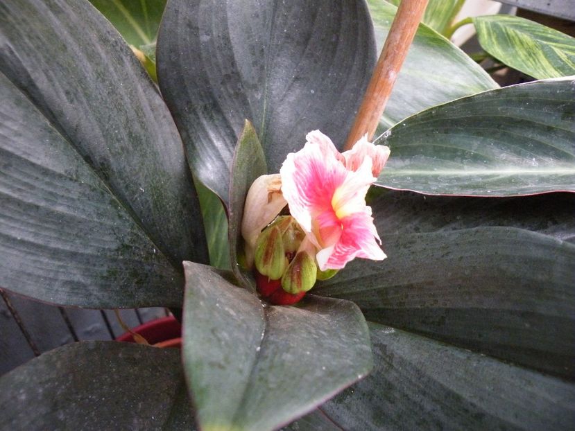 costus erythrophilla - 2018