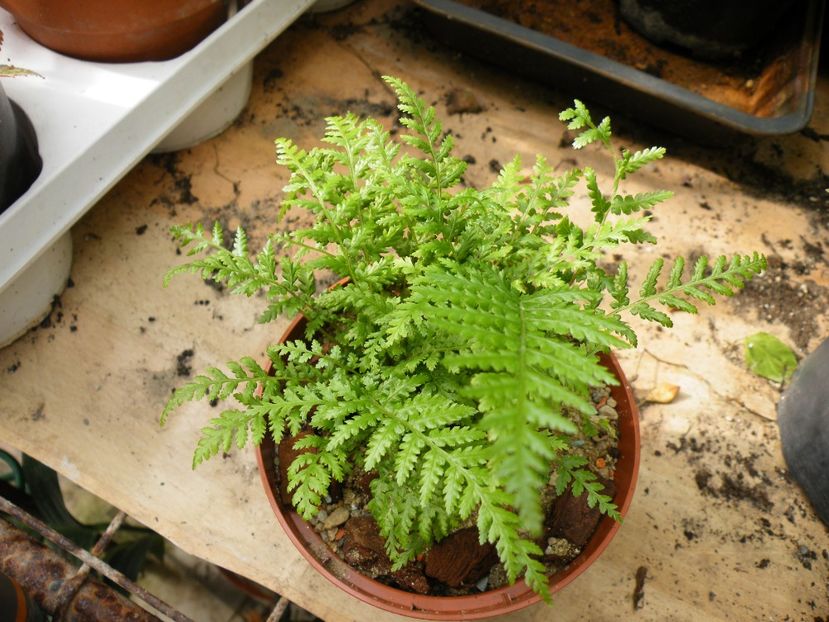 dicksonia antarctica - COLECTIE FERIGI