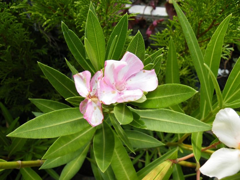 simie - LEANDRI CU NUMERE