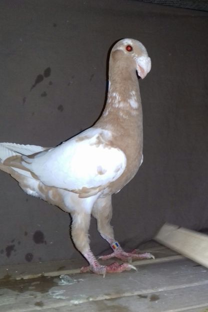 2017 - Voiajori Germani 2017