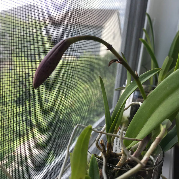  - 2018 Plante de interior