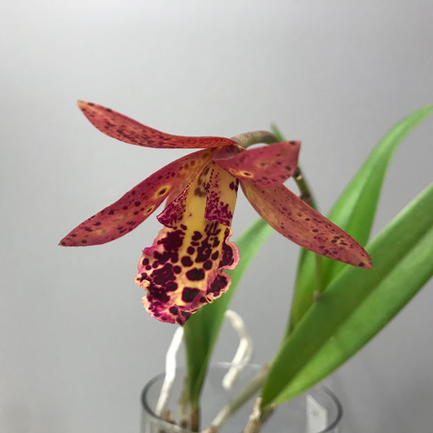  - 2018 Plante de interior