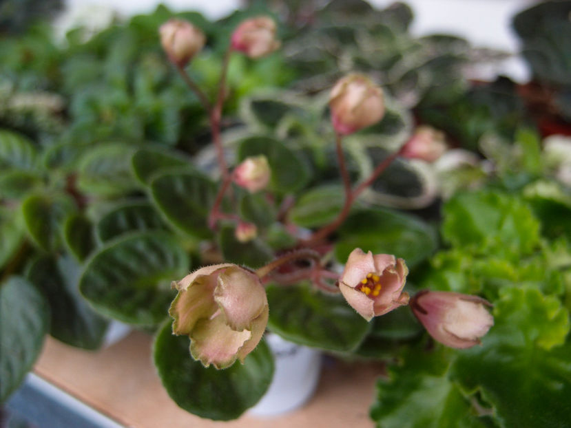 P6249354 - LE Pink Muscat