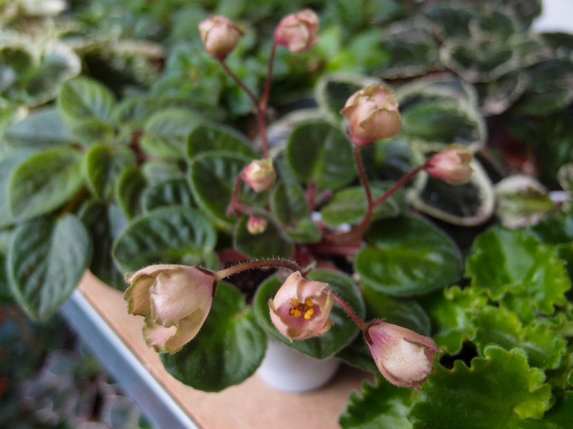 P6249362 - LE Pink Muscat