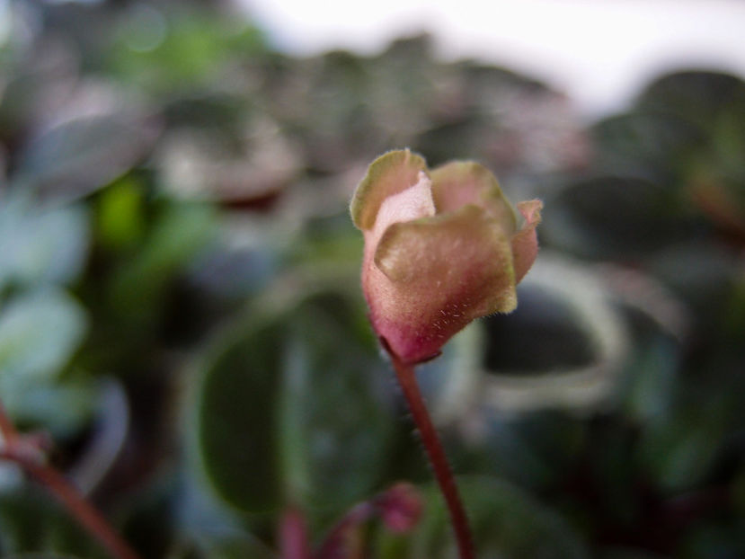 P7020146 - LE Pink Muscat