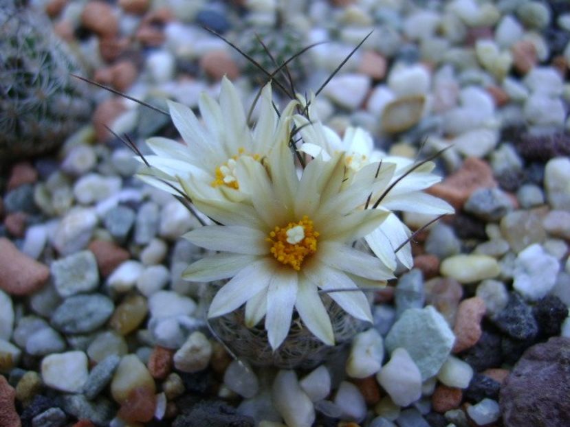 Turbinicarpus krainzianus v. lausseri - Cactusi 2018 continuare