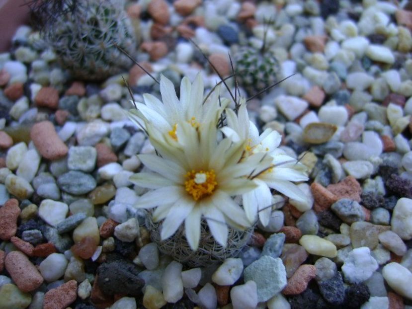 Turbinicarpus krainzianus v. lausseri - Cactusi 2018 continuare