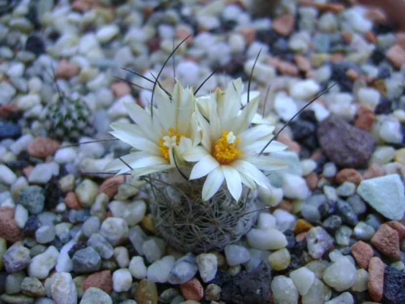 Turbinicarpus krainzianus v. lausseri - Cactusi 2018 continuare
