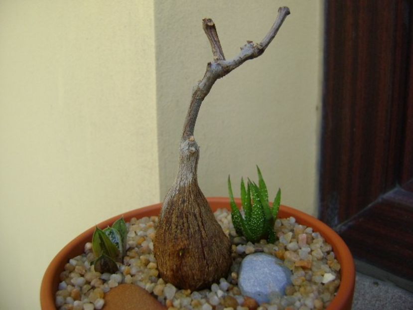 Petopentia natalensis - Caudiciforme si bulbi 2018
